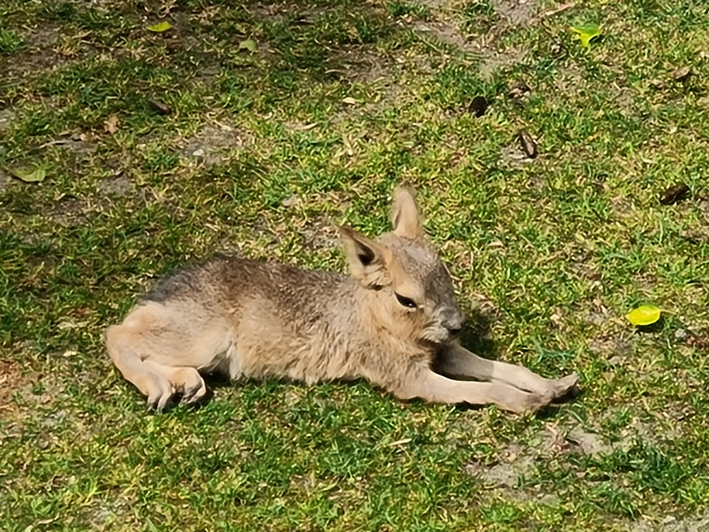 Im. Leipziger Zoo 