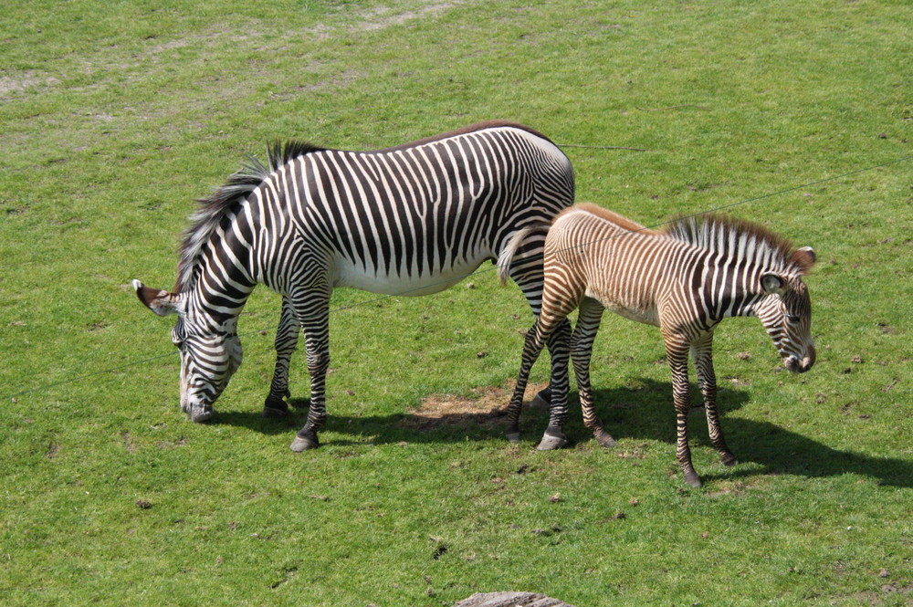 Im Leipziger Zoo 7