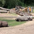 Im Leipziger Zoo