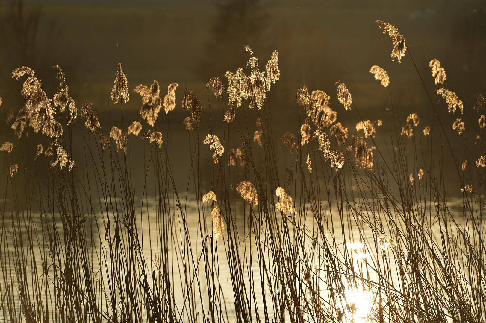 Im letzten Abendlicht