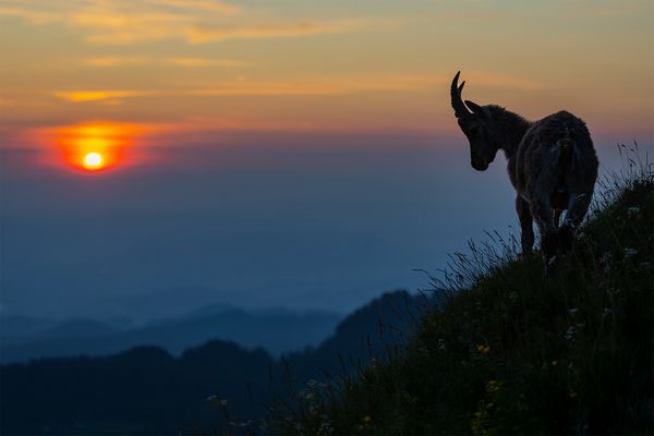"Im letzten Abendlicht......."