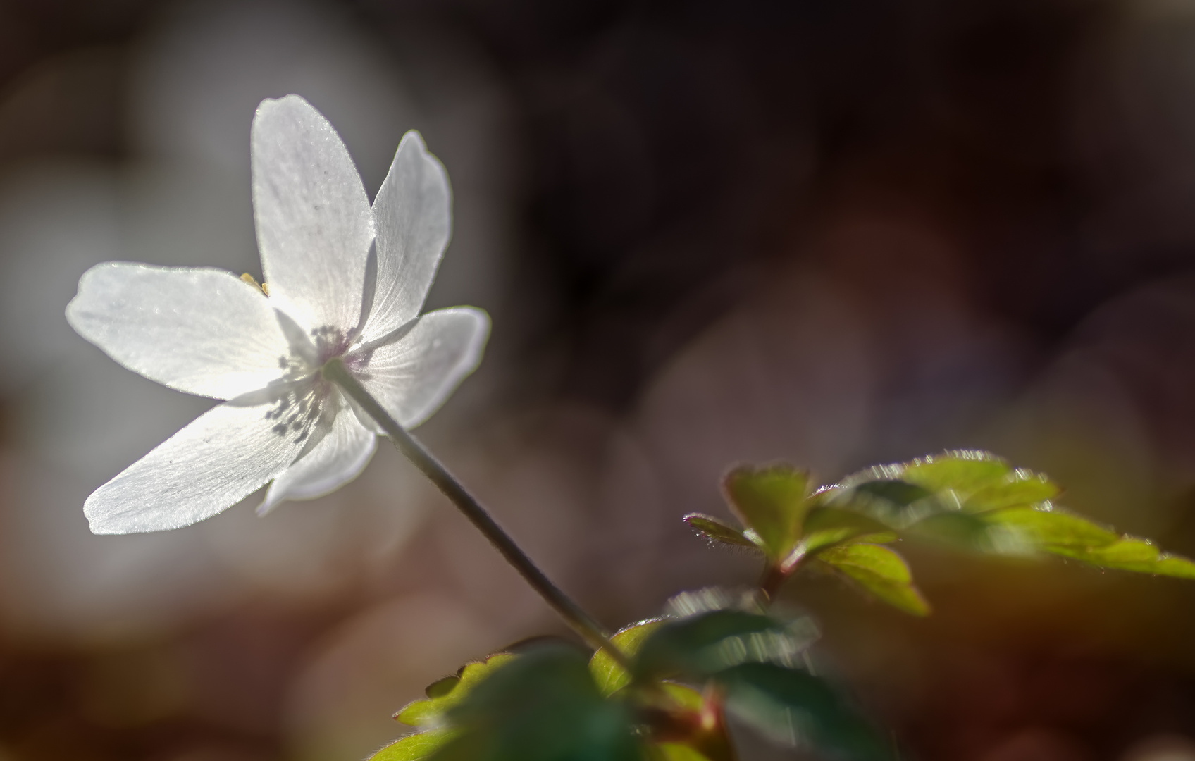 Im letzten Abendlicht