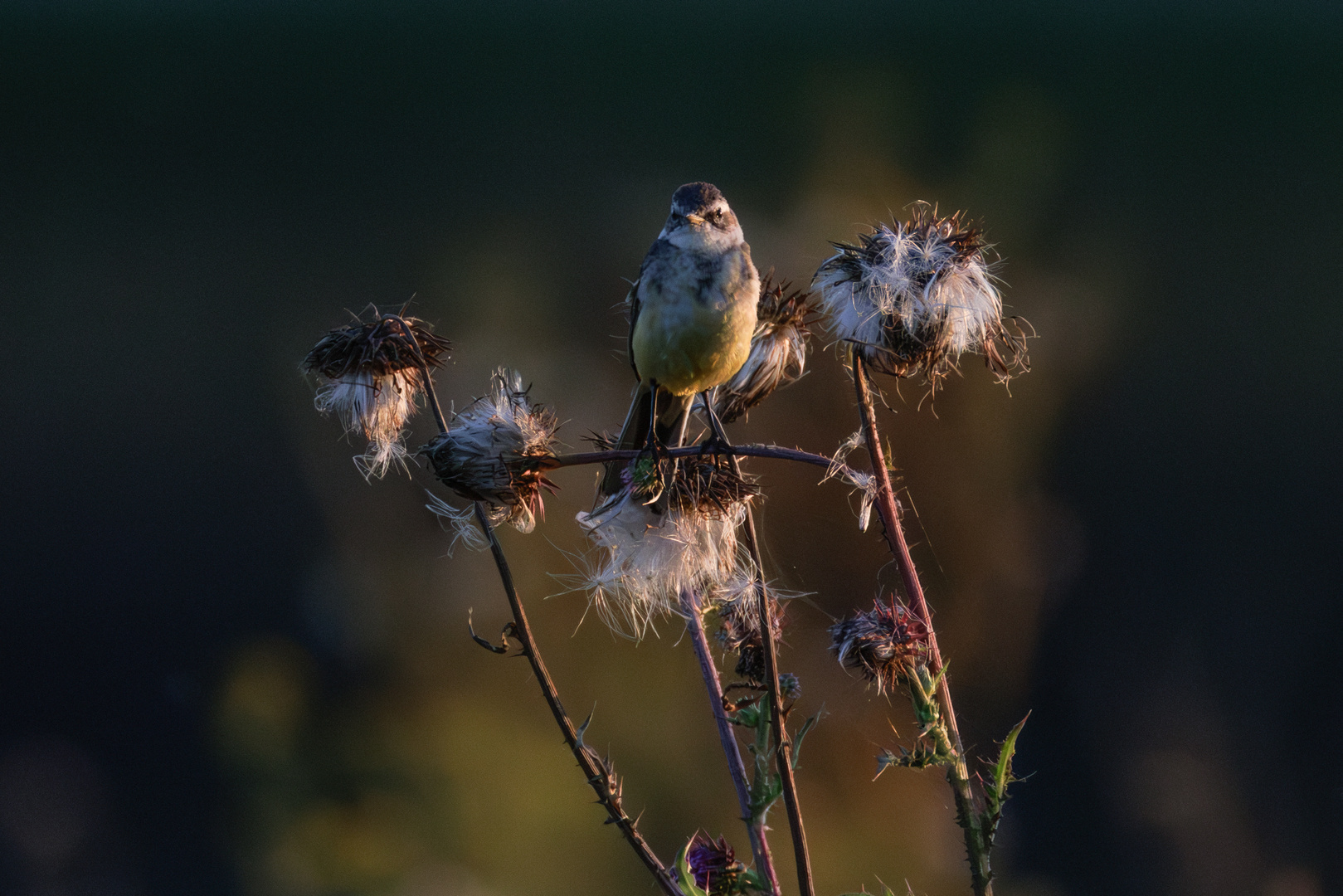 Im letzten Abendlicht.....