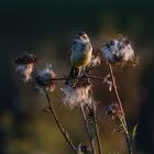 Im letzten Abendlicht.....