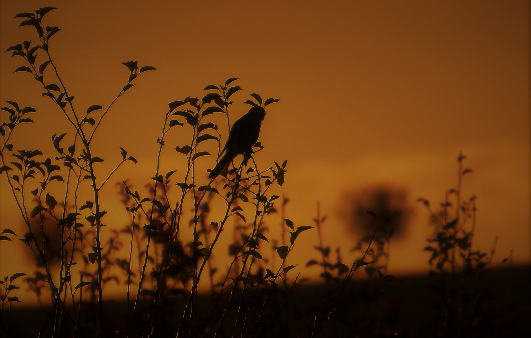 Im letzten Abendlicht ....