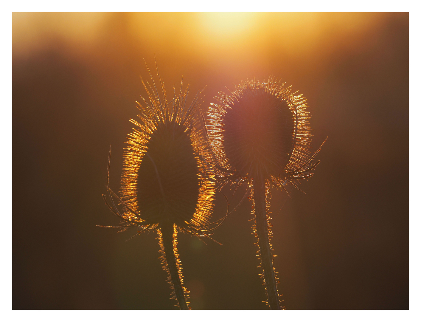 Im letzten Abendlicht