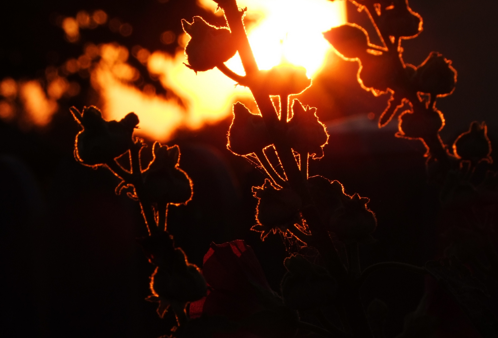 Im letzten Abendlicht