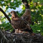 Im letzten Abendlicht - Jungmilane im Horst