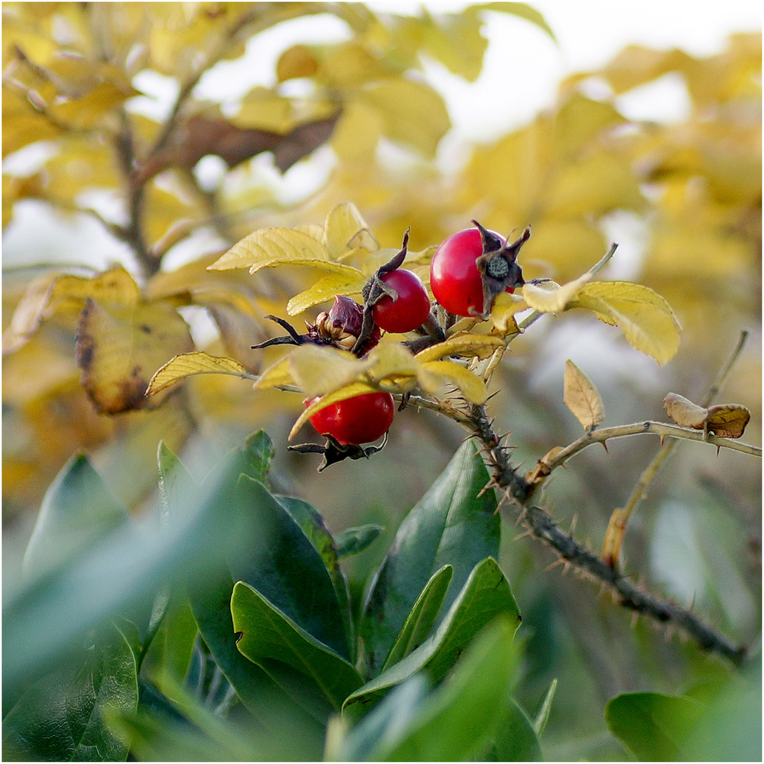 ...im letzten Herbst...