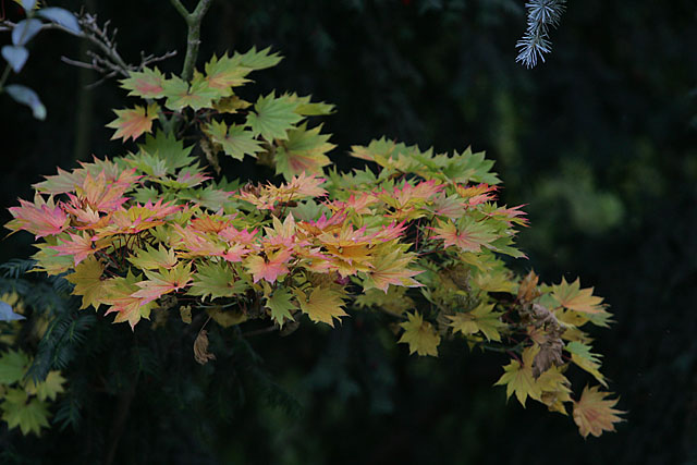 Im letzten Herbst