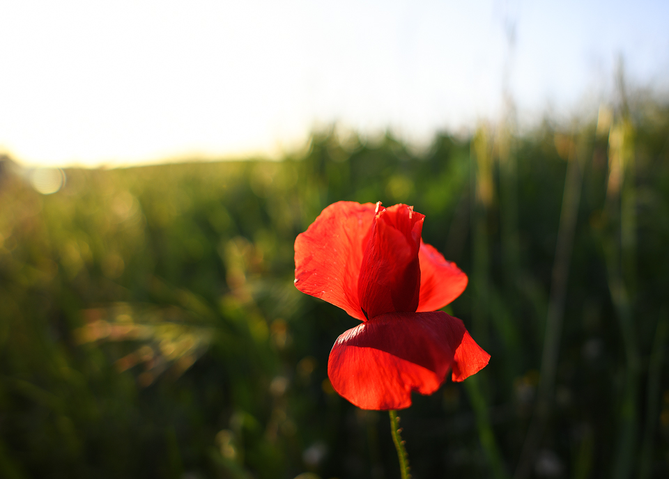 im letzten Licht 