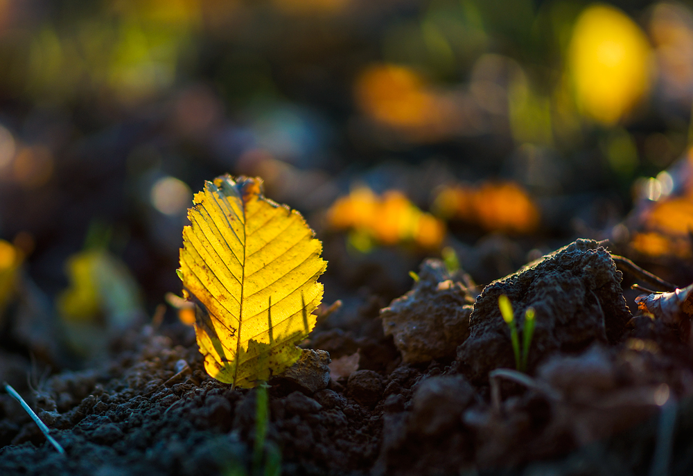 Im letzten Licht