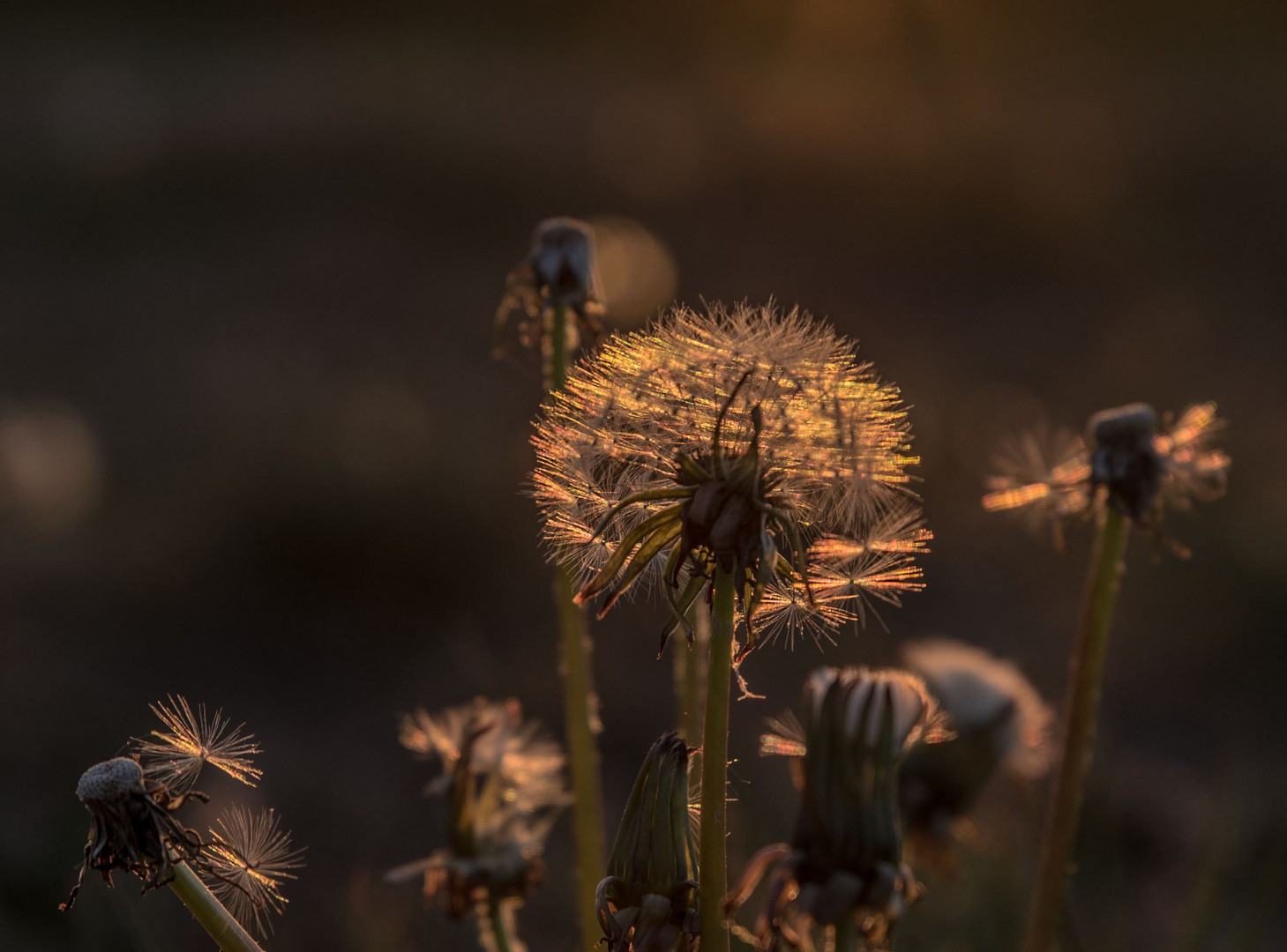 Im letzten Licht