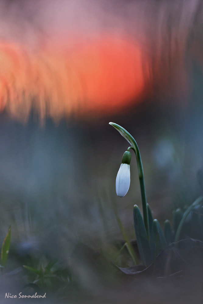 im letzten licht