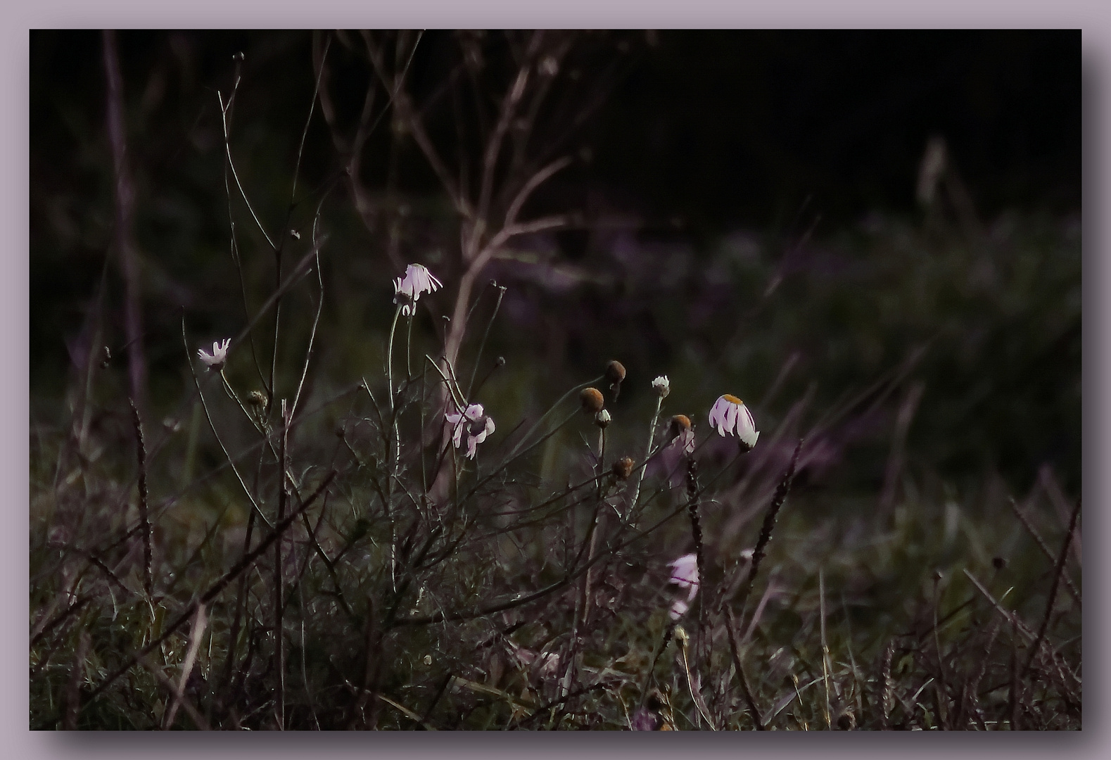 Im letzten Licht