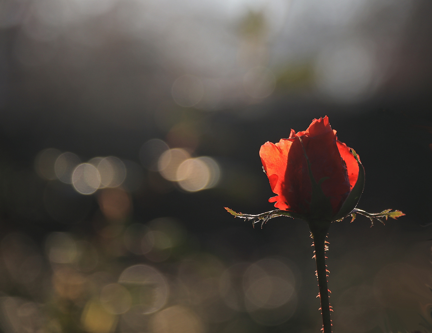 Im letzten Licht