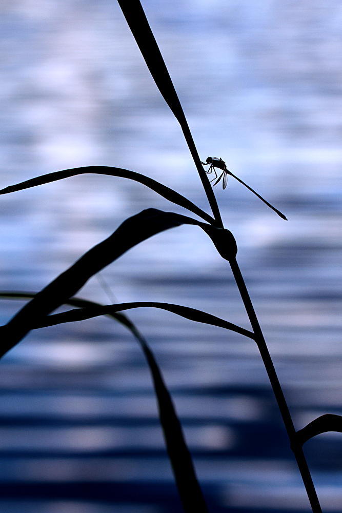 Im letzten Licht