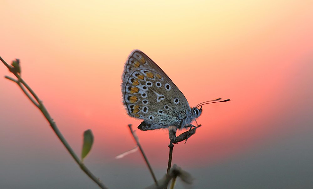 Im letzten Licht der Abendsonne