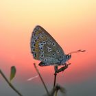 Im letzten Licht der Abendsonne