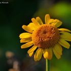 ... im letzten Licht des späten Herbstes