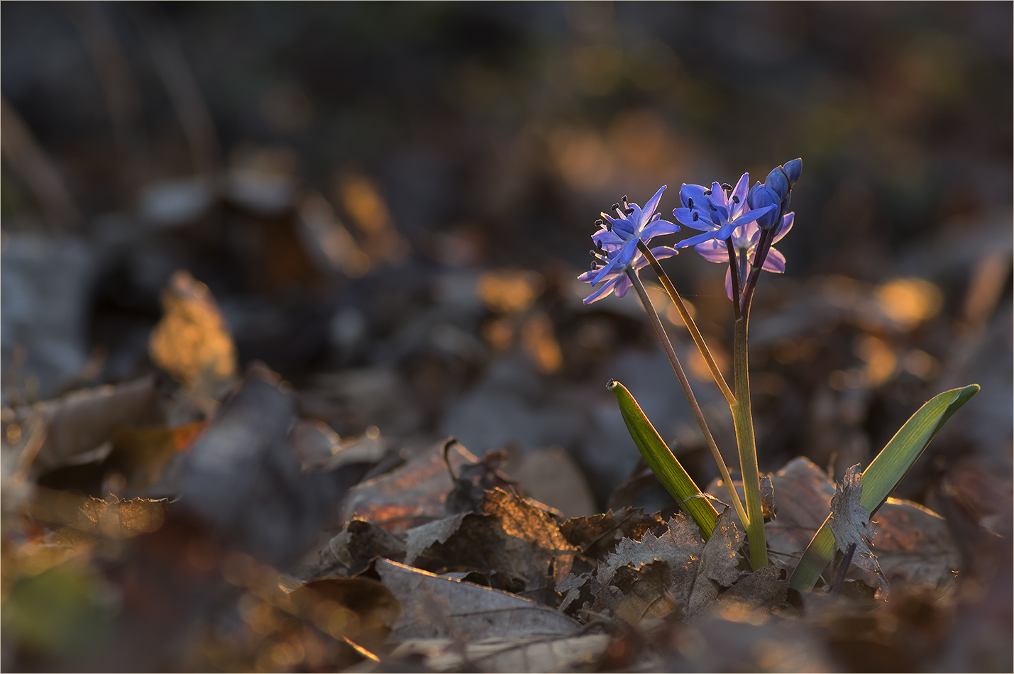 im letzten licht des tages