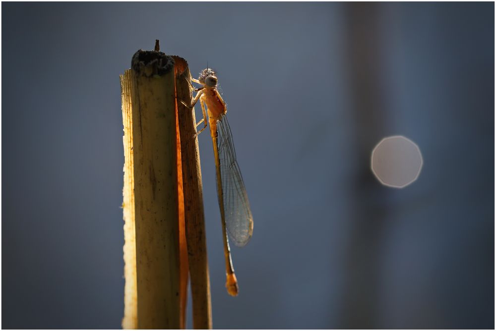 im letzten Licht des Tages