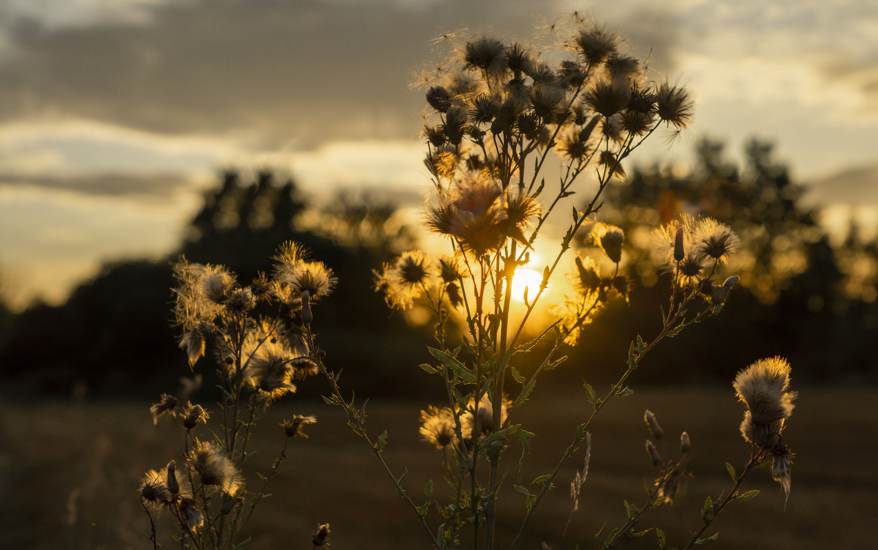 Im letzten Licht