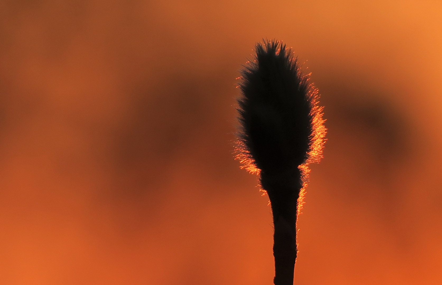 Im letzten Licht