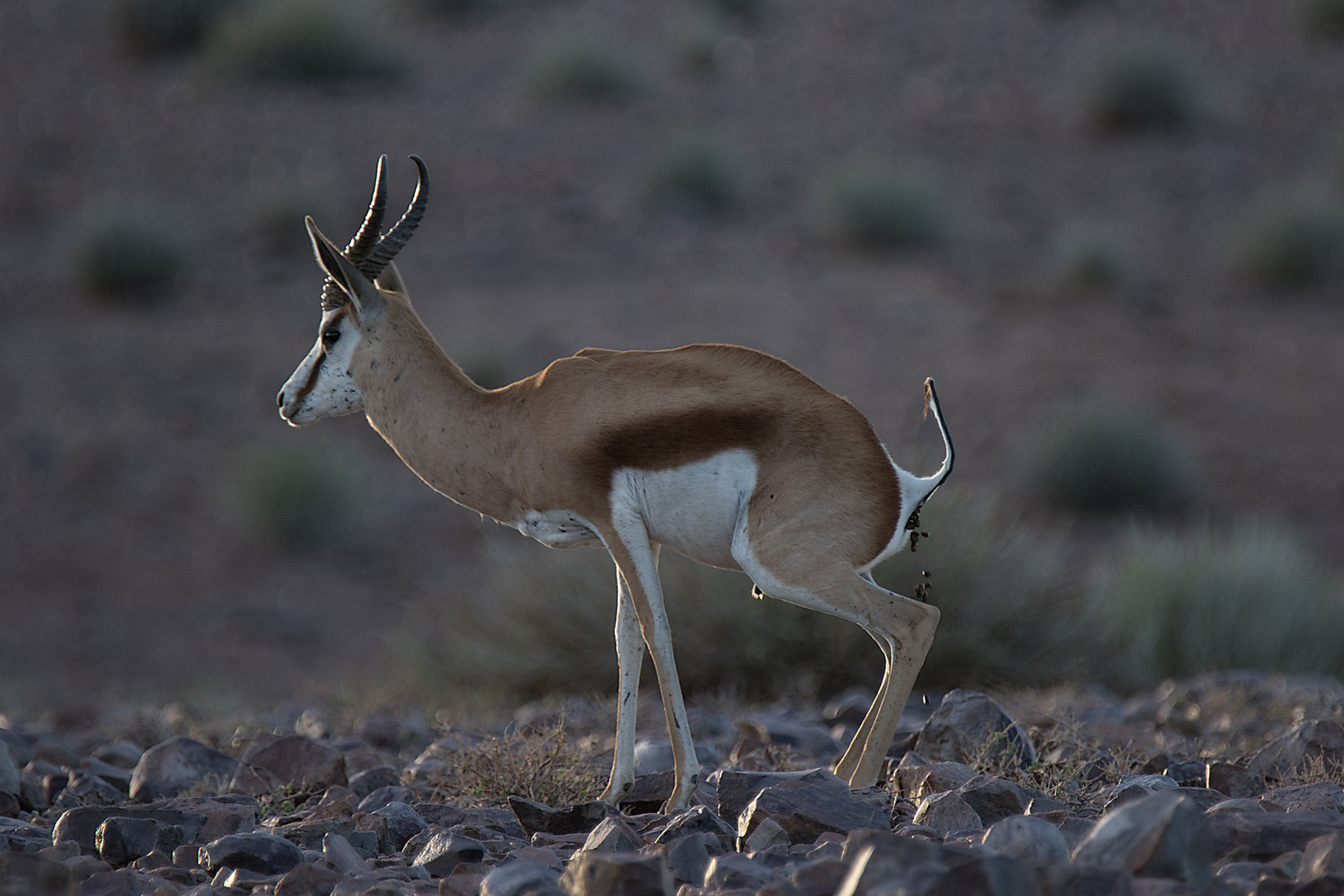 Im letzten Licht - nahe der Fishriver-Lodge - Namibia 0051