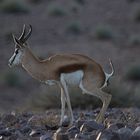 Im letzten Licht - nahe der Fishriver-Lodge - Namibia 0051