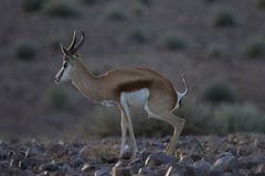 Im letzten Licht - nahe der Fishriver-Lodge - Namibia 0051