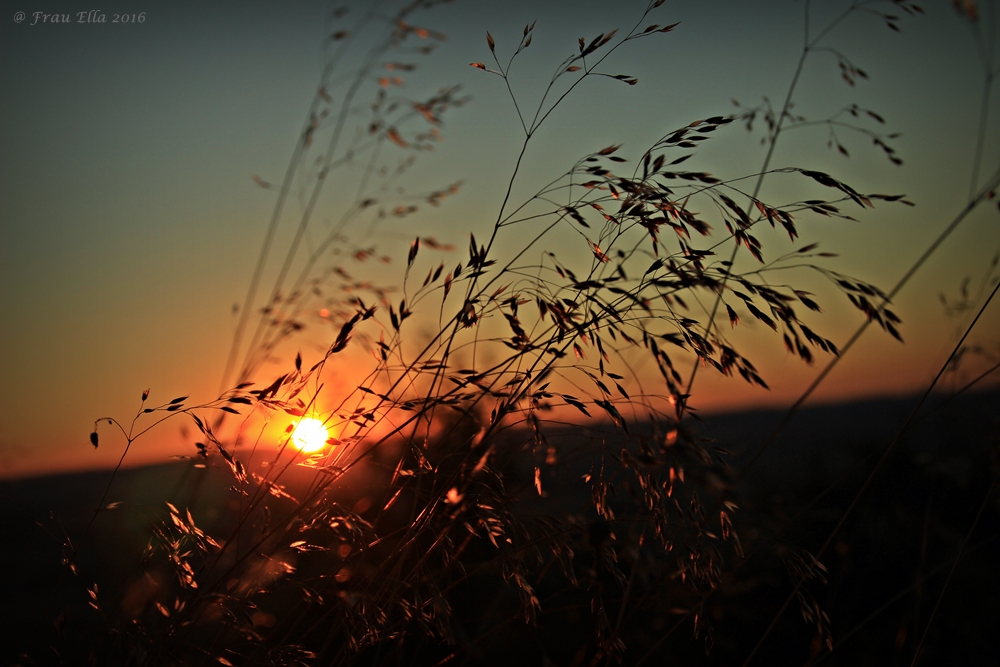 Im letzten Schein der Abendsonne