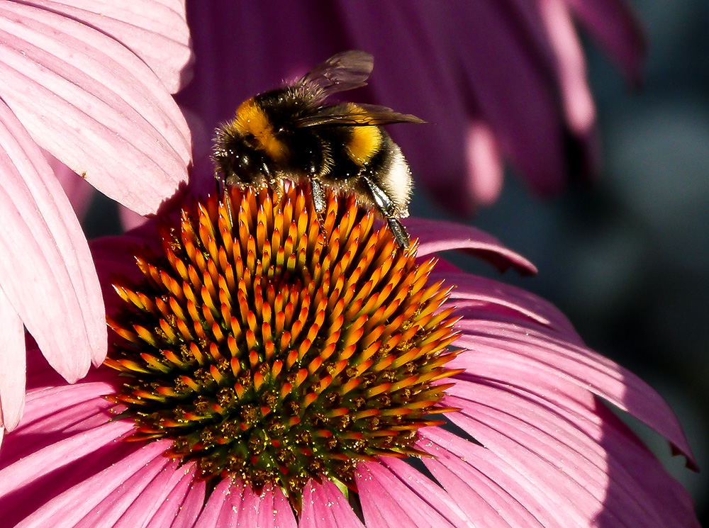 im letzten Sommer