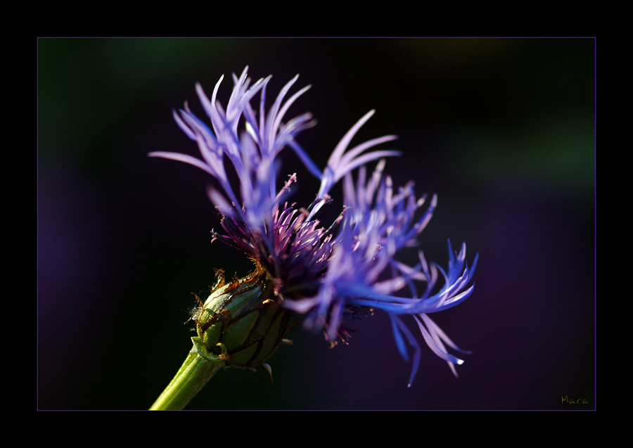 Im letzten Sommerabendlicht [2]