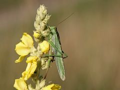 im letzten Sommerlicht