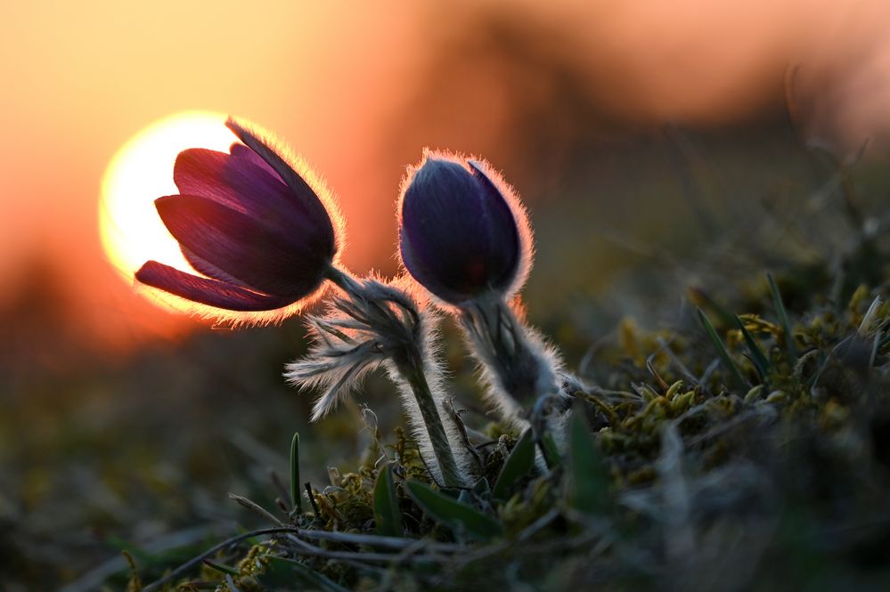 im letzten Sonnenlicht...