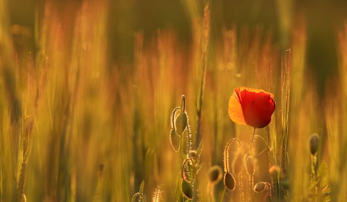 im letzten Sonnenlicht