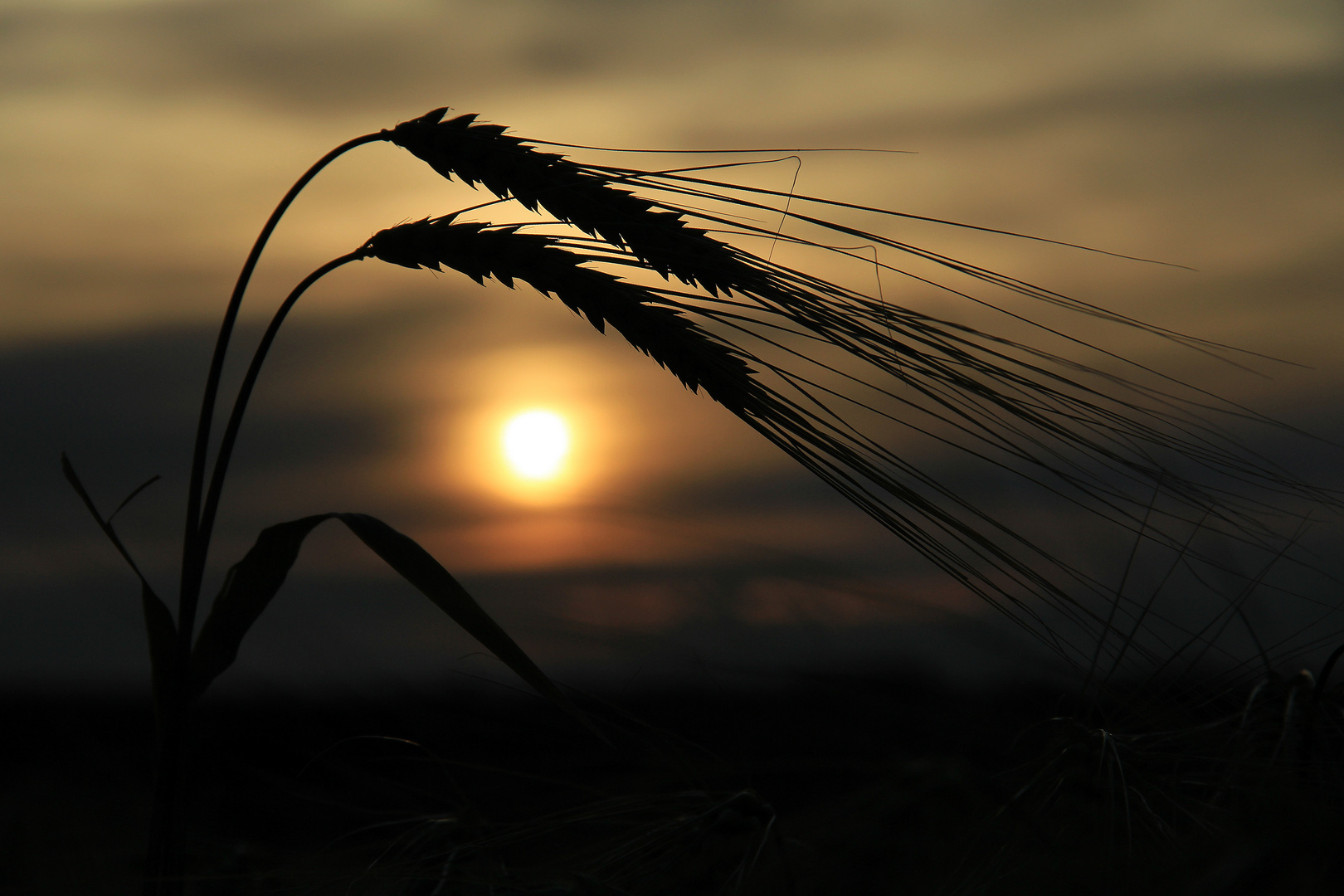 Im letzten Sonnenlicht