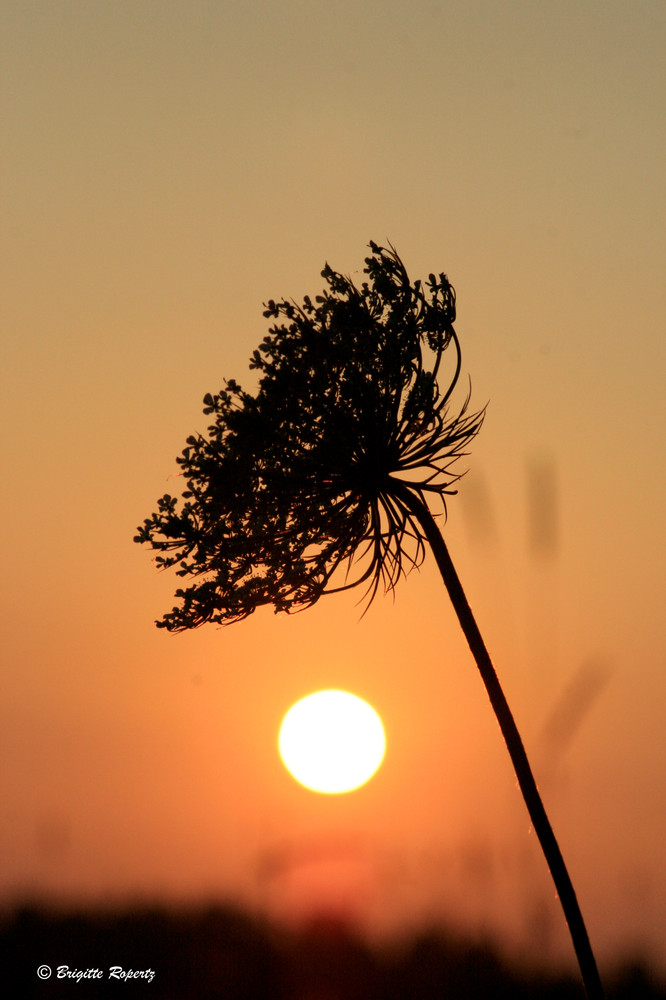 Im letzten Sonnenlicht