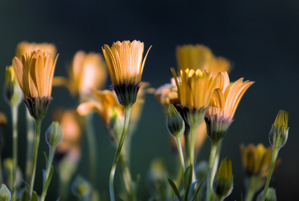 Im letzten Sonnenlicht des Tages