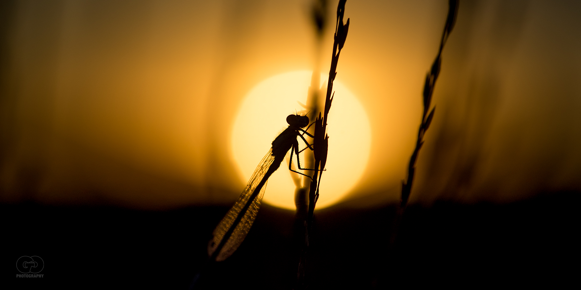 Im letzten Sonnenlicht