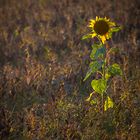 "Im letzten Sonnenlicht"