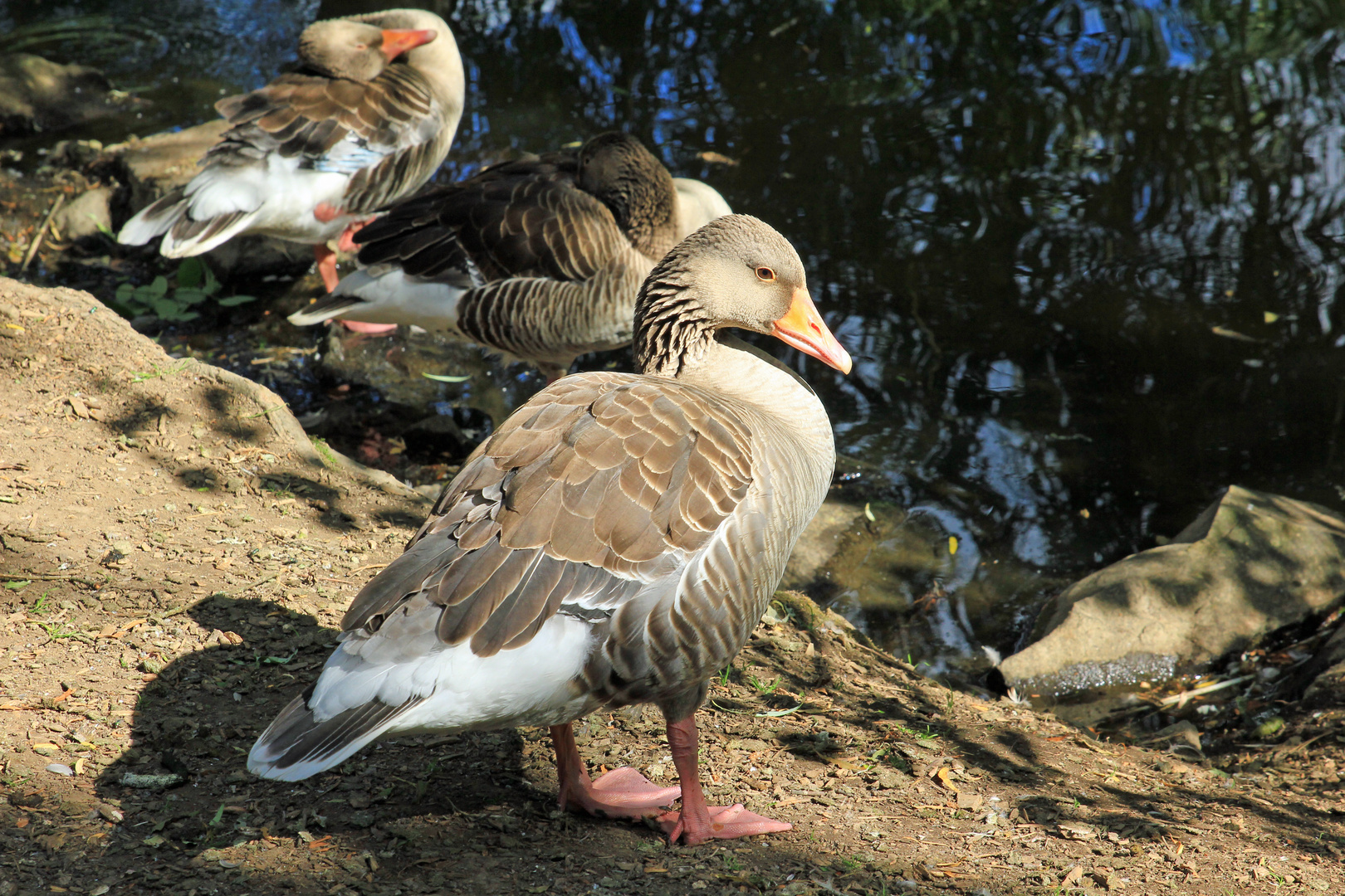 Im letzten Sonnenlicht (Freizeitpark Wiehl)