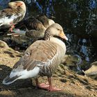 Im letzten Sonnenlicht (Freizeitpark Wiehl)