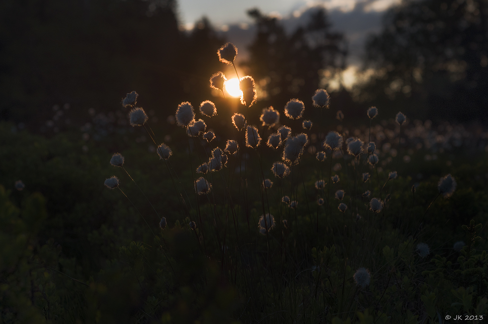 Im letzten Sonnenlicht II