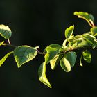 Im letzten Sonnenschein