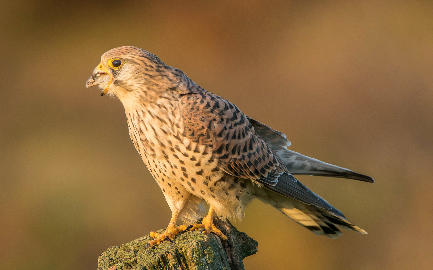 im letzten Sonnenschein schmeckt die Maus besonders fein