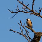 Im letzten Sonnenstrahl im Januar