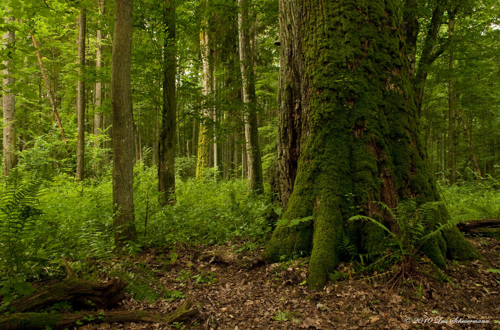 Im letzten Urwald Europas 1