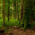 Im letzten Urwald Europas 1